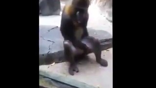 horny monkey