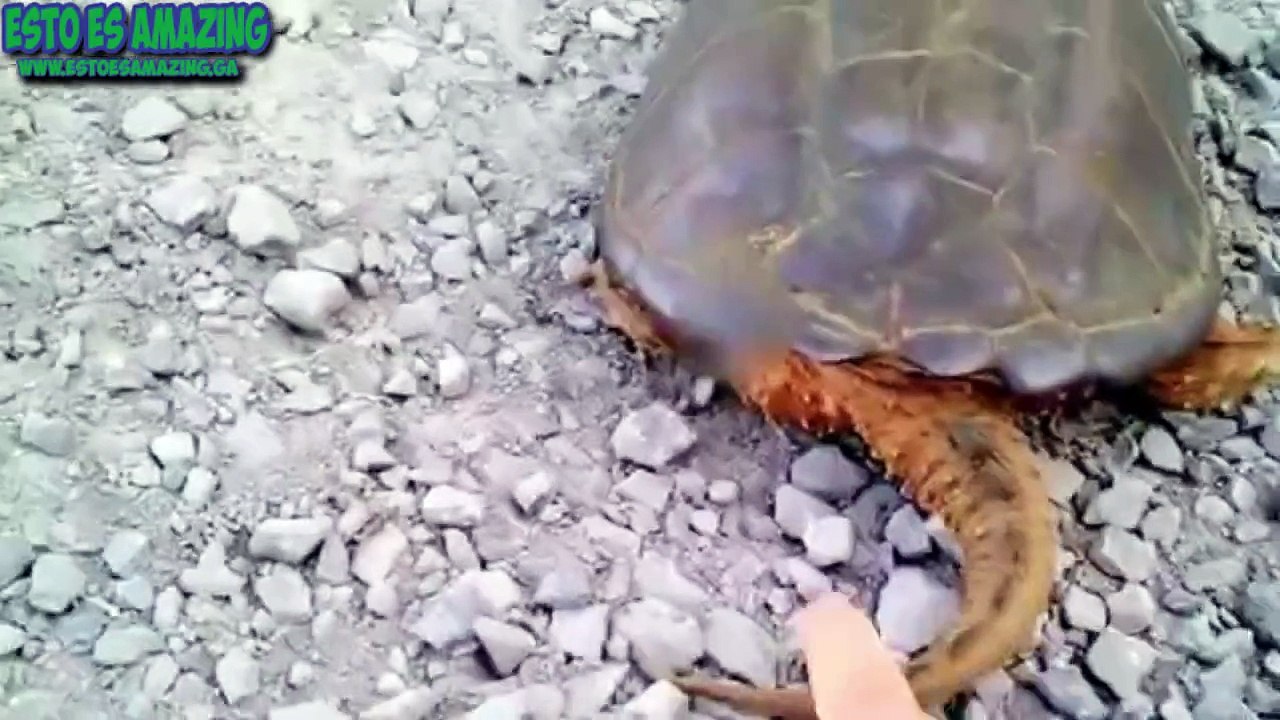Tortuga Se Defiende De Hombre Que La Molesta