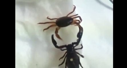 Scorpion VS Granchio