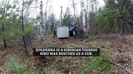 GoPro  Siberian Tiger Release