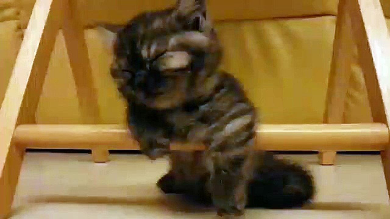Un Bébé chat se bat pour ne pas s'endormir