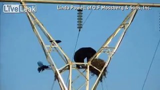 LiveLeak.com - A bear climbs up utility pole in Canada to reach a bird's nest.
