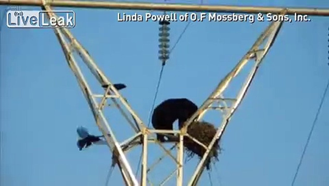 LiveLeak.com - A bear climbs up utility pole in Canada to reach a bird's nest.