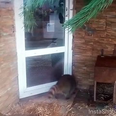 Танец енота