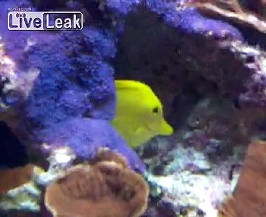 Yellow fish and Nemo