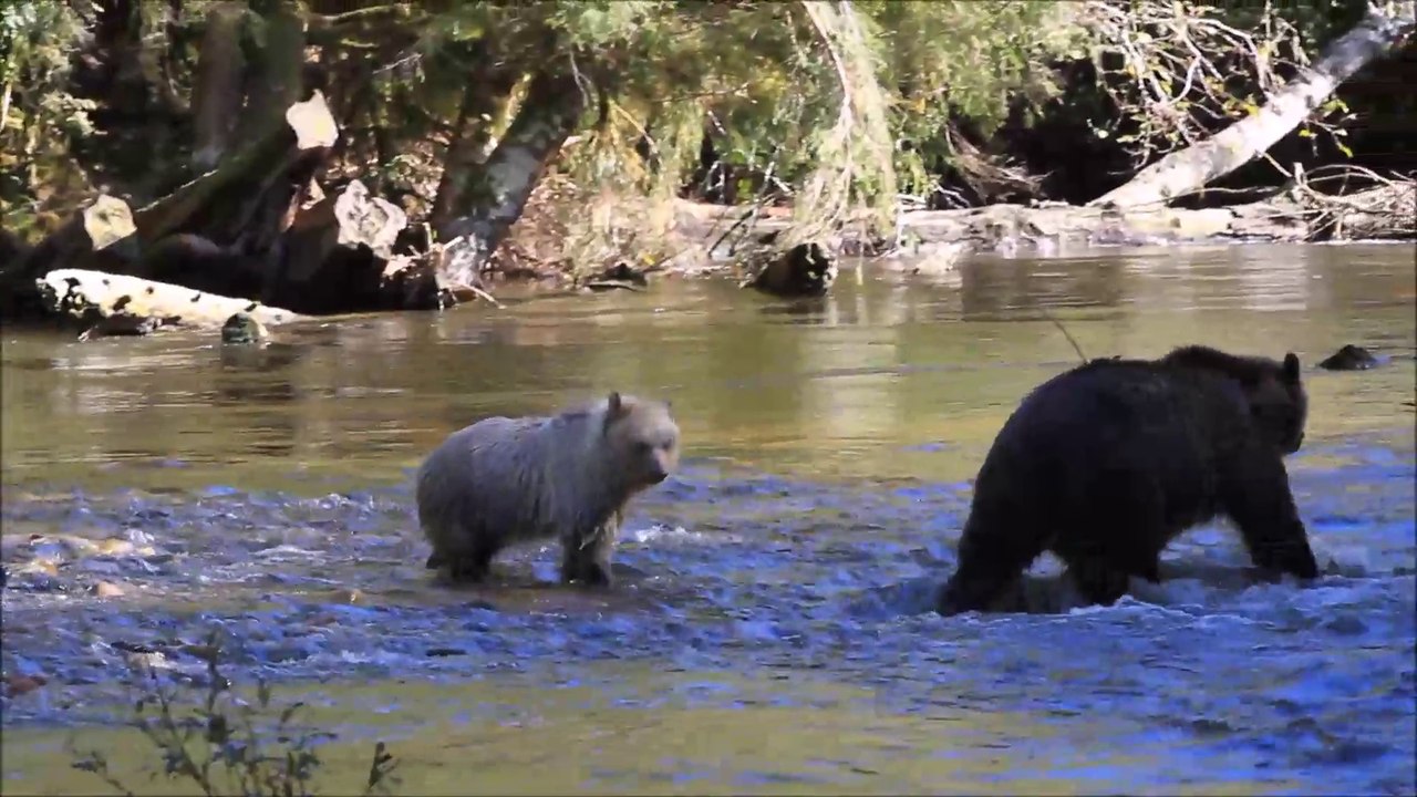 Grizzly Bears at Knight Inlet - mother and cub