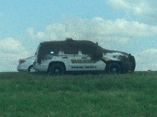 Bees From Overturned Semitrailer Swarm Patrol Vehicles