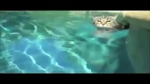 drôle de chat vidéos essayez de ne pas rire ou sourire [pour les enfants] - drôle de chat vidéos compilation 2015