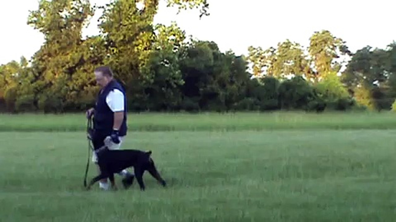 Beginning Schutzhund Obedience