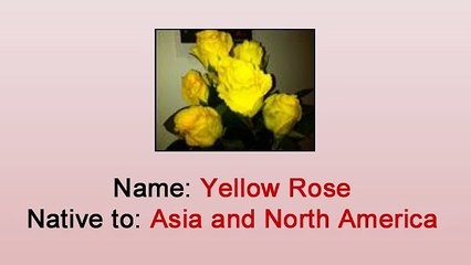 Facts and Care Tips by Heather Floral in NYC - Yellow Rose