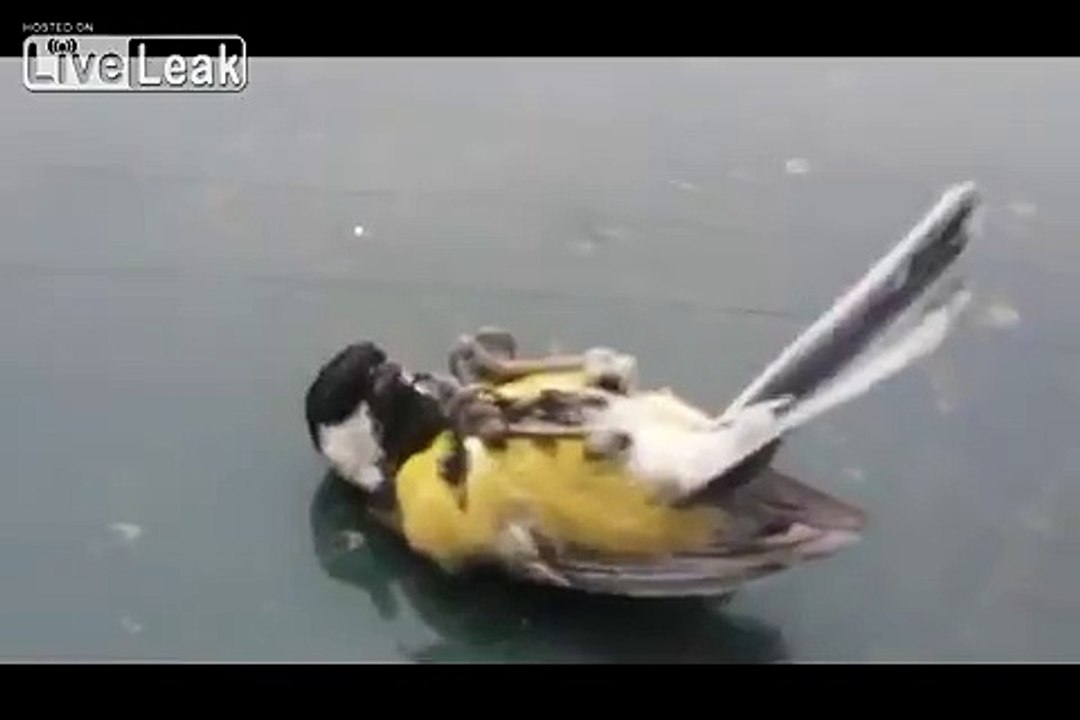 Three little birds playing dead