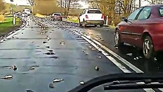 Hundreds of fish fall out of the sky