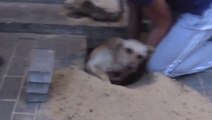 Un chien enterré vivant par des ouvriers, sauvé par les habitants de ce batiment!