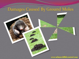 Tips for Ground Mole Removal in Atlanta