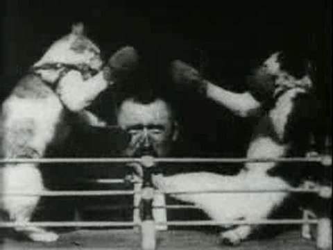 1894 - cat's boxing