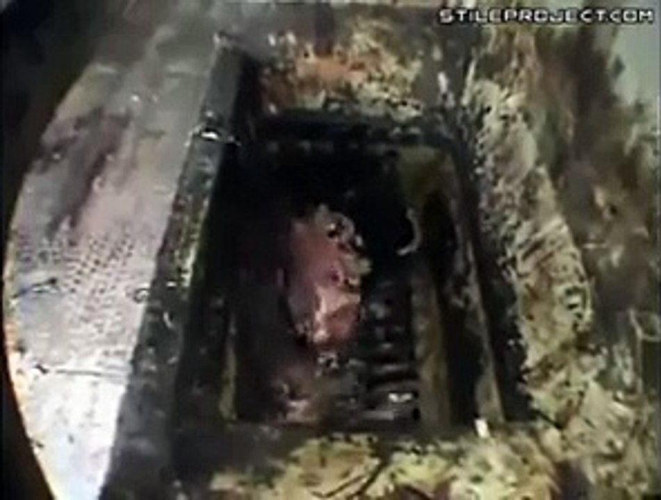 Buen Provecho what is this must watch and share what are you eating--Animal Crushing Machine