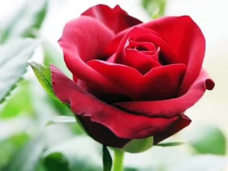 Gul_Az_Rukhat_Aamokhta_Umme_Habiba_Naat_From_Adnan_Chamkani_(With_Eng__Urdu_Translation)