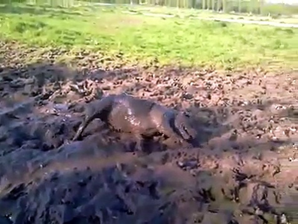 Doggy Loves Her Mud