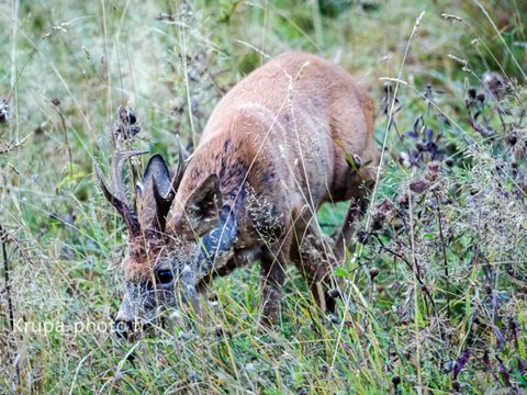 Chevreuil dans les Pyrénées Orientales à une dizaine de mètres