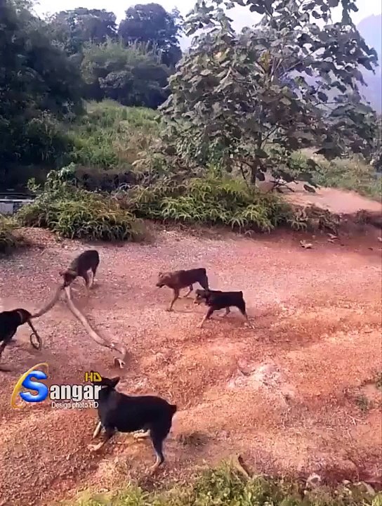 Attack dogs to a snake