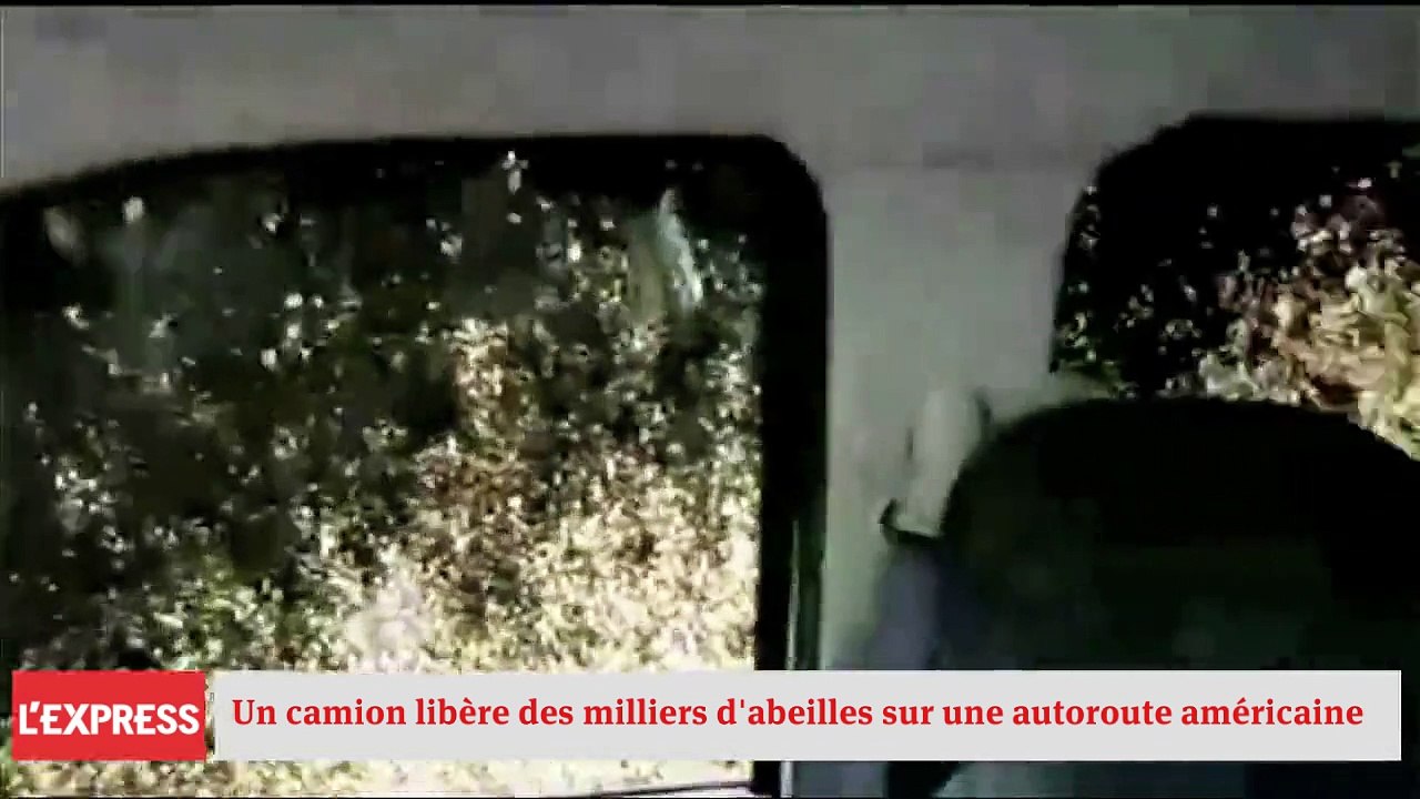 Un camion libère des milliers d'abeilles sur une autoroute américaine