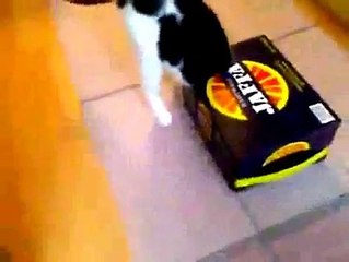 Funny cat never give up box