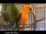 ANGRY BIRDS Funny Animals Videos Funny Fails Comedy Conures Bell (Animal Funny Video 2013)