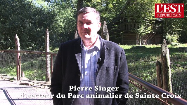 Région Alsace Champagne Ardenne Lorraine : s'habituer où se réhabituer à la présence des loups