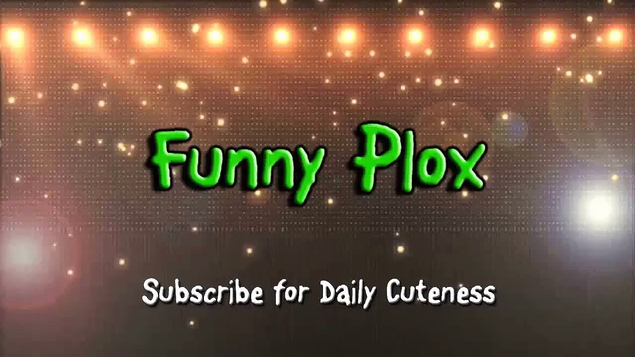 Dogs Wearing Boots for First Time Compilation 2013 [HD]