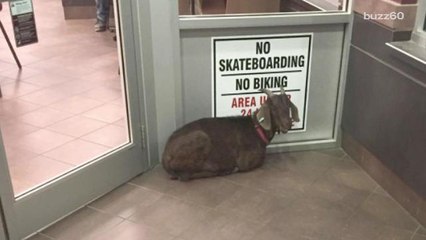 Police 'arrest' stubbon goat for refusing to leave a Tim Hortons