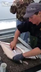 Want Some Halibut Fillets Fast?