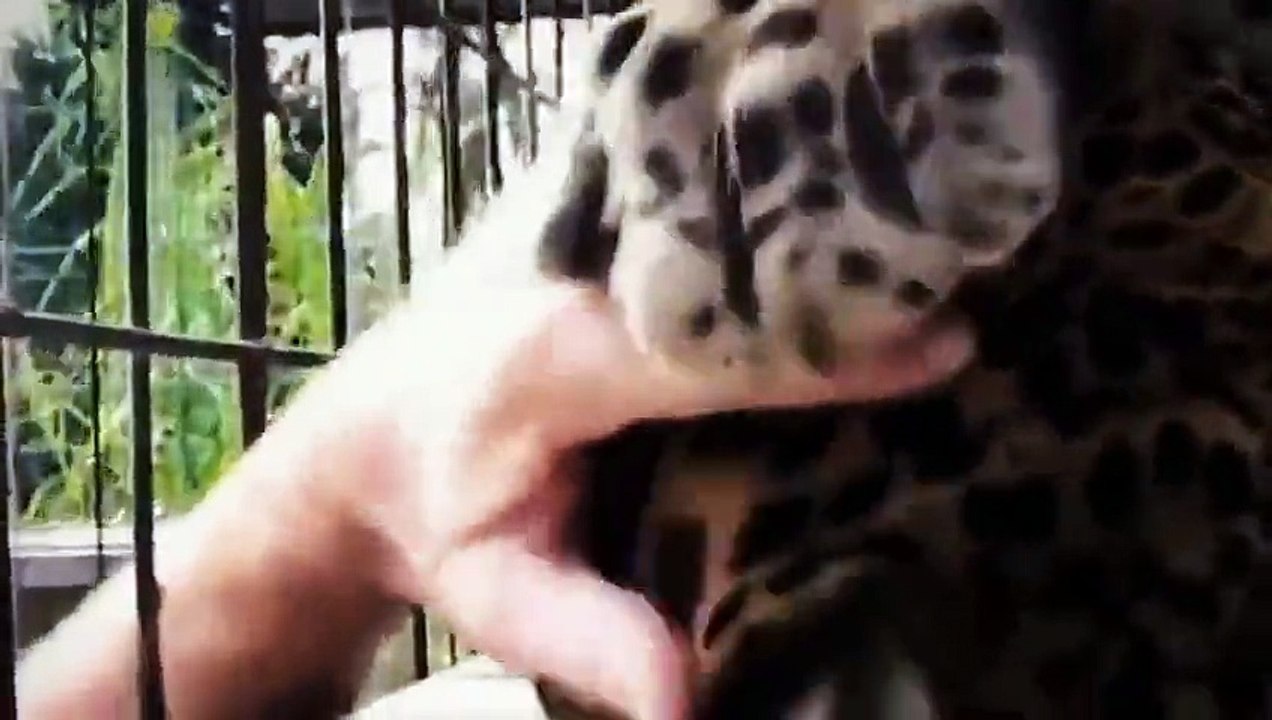 Funny animals video clips [ NEW 2015 EDITION ] - Copy