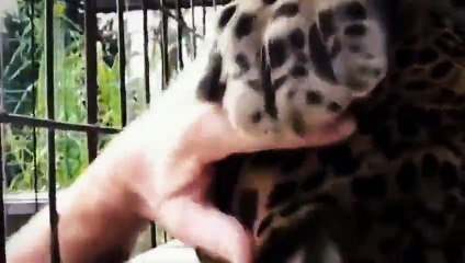 Funny animals video clips [ NEW 2015 EDITION ] - Copy