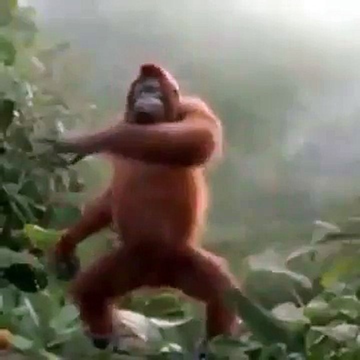 Amazing Monkey Dance