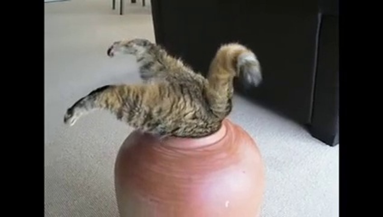 Funny cats compilation