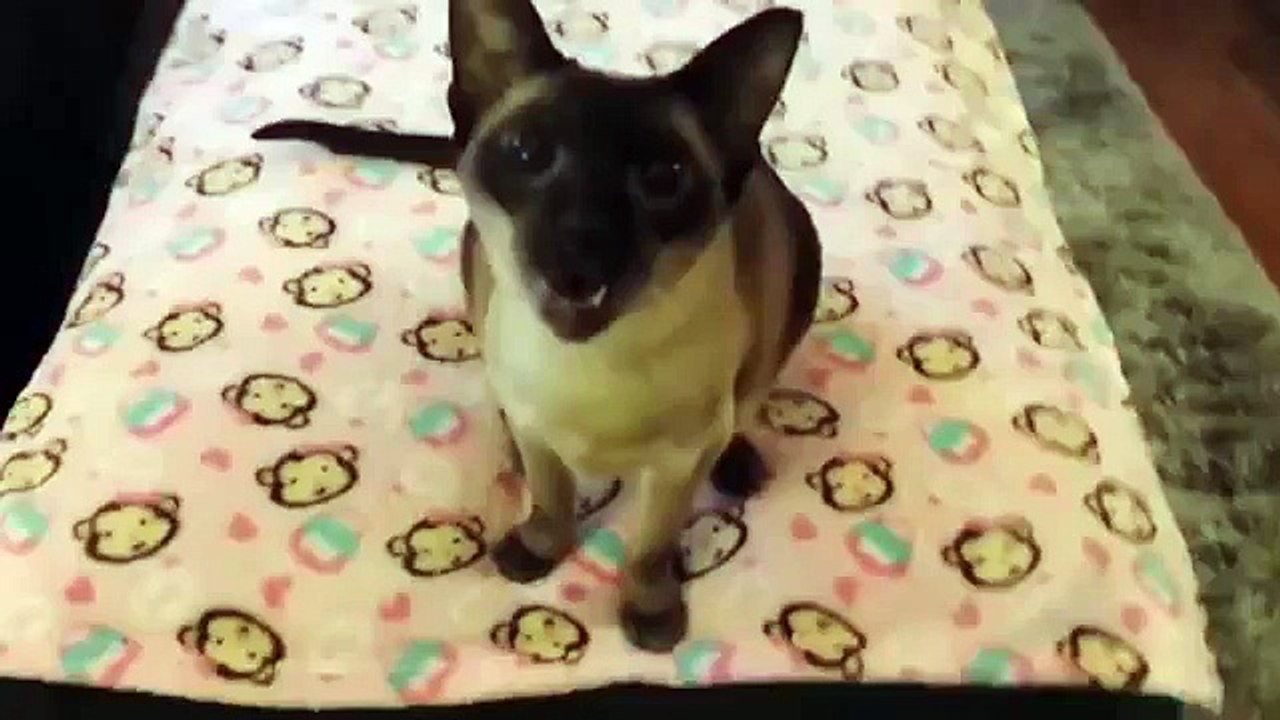 Cat sings Aha - Take on me