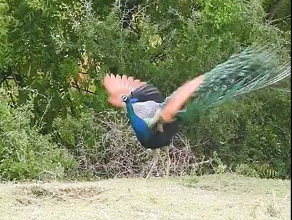 Beautiful Peacock You Ever Seen