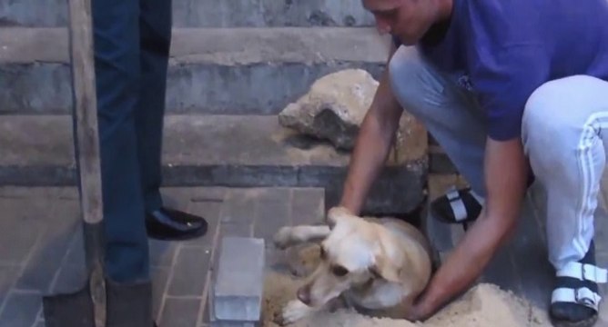 Il sauve une chienne enterrée vivante
