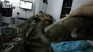Little cat grunting when eating ham