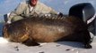 500 Pound Goliath Grouper Sea Bass Jewfish Fish Chew On This! Fishing