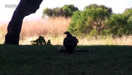 Animal World Eagles Attack Snake Cobra