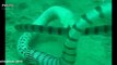 Electric Eel  vs Sea Snake (Banded Sea Krait) Fight