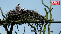 Région Alsace Champagne Ardenne Lorraine : une terre pour les rapaces