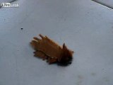 Strangely beautiful bug found in Bolivia