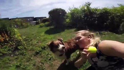 Quand un Chien équipé d'une Caméra Défonce une Maison en jouant à la Baballe