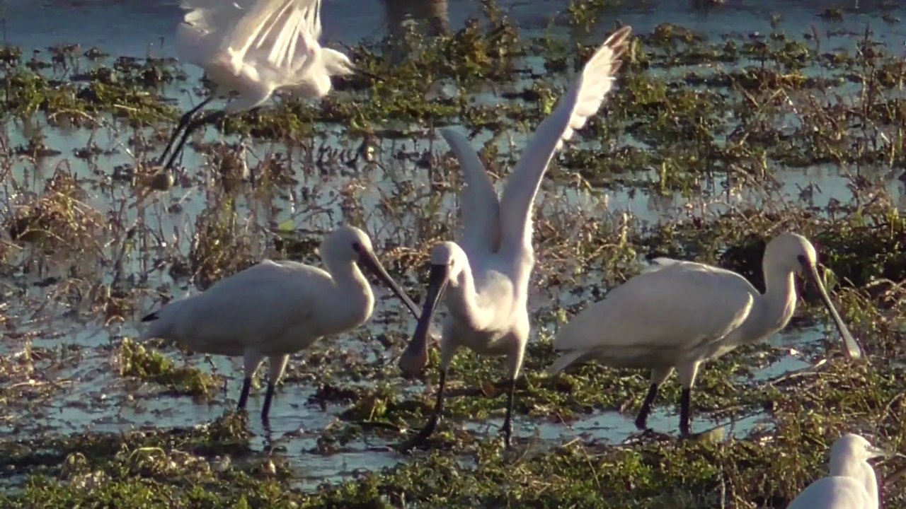 Grande Marée 30 Septembre 2015