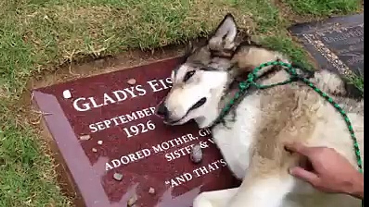 Ce chien pleure sur la tombe de son maitre Vidéo