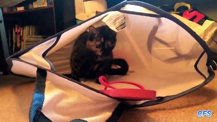 Cats vs. Flip Flops Compilation - CFS