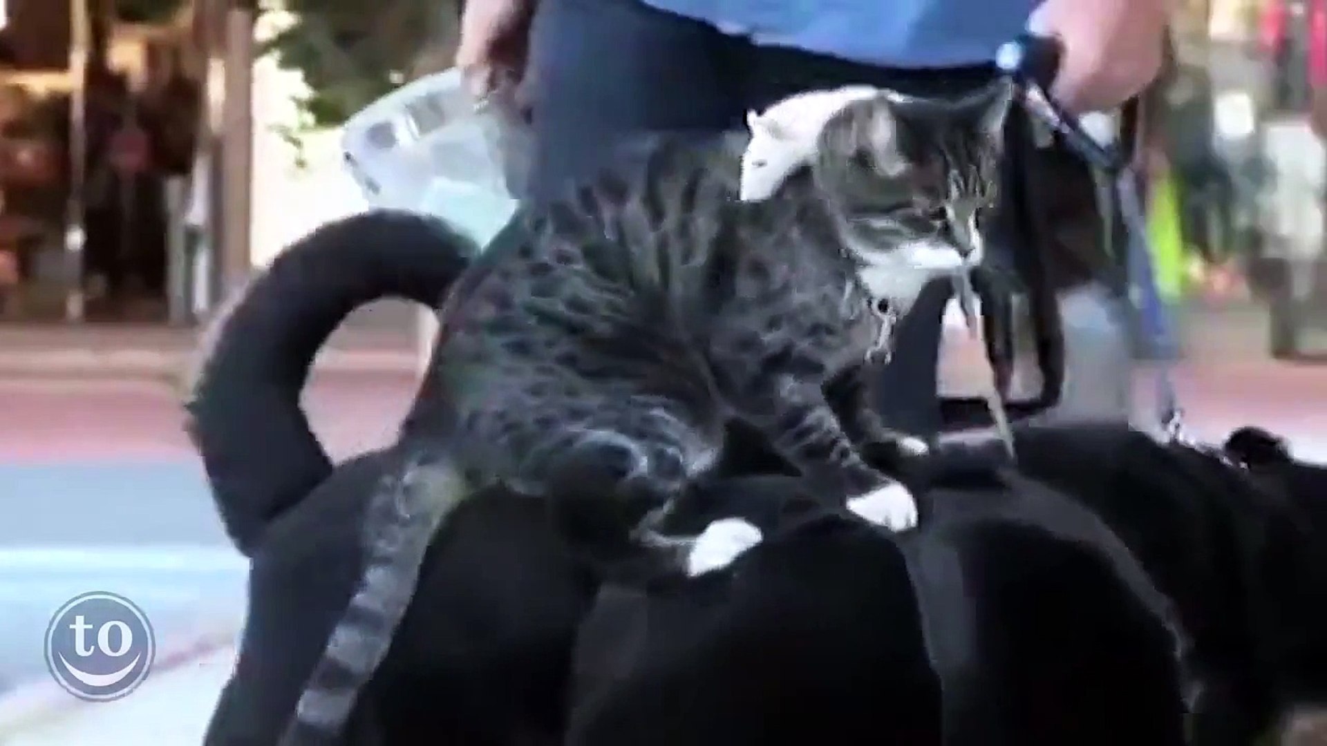 ⁣Animals Riding Other Animal - Funny Animals