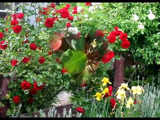 Tembang Kenangan - Seindah Melati - Favourite's Group